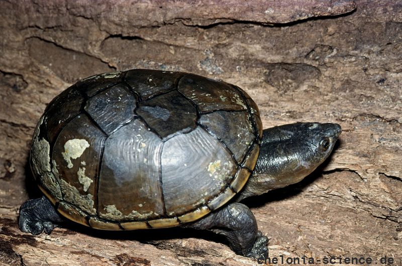 Gelbliche Klappschildkröte, Kinosternon flavescens, adultes weibliches Exemplar aus der Untersuchungspopulation – © John B. Iverson Gelbliche Klappschildkröte, Kinosternon flavescens, adultes weibliches Exemplar aus der Untersuchungspopulation – © John B. Iverson