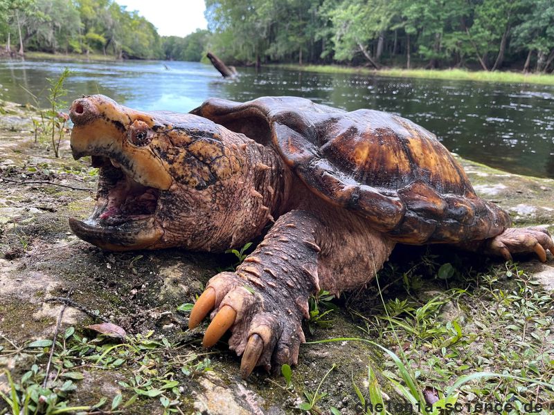 Suwannee-Geierschildkröte, Macrochelys suwanniensis, – © Travis M. Thomas Suwannee-Geierschildkröte, Macrochelys suwanniensis, – © Travis M. Thomas