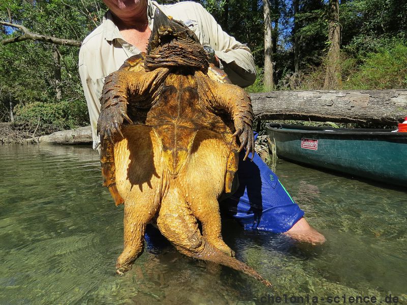 Geierschildkröte, Macrochelys temminckii, – © Dick Bartlett Geierschildkröte, Macrochelys temminckii, – © Dick Bartlett