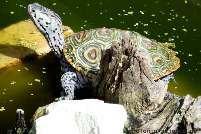 Diamantschildkröte, Malaclemys terrapin, – © Hans-Jürgen Bidmon Diamantschildkröte, Malaclemys terrapin, – © Hans-Jürgen Bidmon
