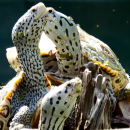 Diamantschildkröte, Malaclemys terrapin, – © Hans-Jürgen Bidmon
