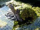 Diamantschildkr&ouml;te, Malaclemys terrapin, &ndash; &copy; Hans-J&uuml;rgen Bidmon