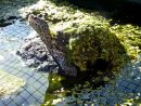Diamantschildkr&ouml;te, Malaclemys terrapin, &ndash; &copy; Hans-J&uuml;rgen Bidmon