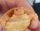 Spaltenschildkr&ouml;ten Albino-Schl&uuml;pfling, Malacochersus tornieri,&nbsp; &ndash; &copy; Hans-J&uuml;rgen Bidmon
