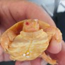 Spaltenschildkr&ouml;ten Albino-Schl&uuml;pfling, Malacochersus tornieri,&nbsp; &ndash; &copy; Hans-J&uuml;rgen Bidmon