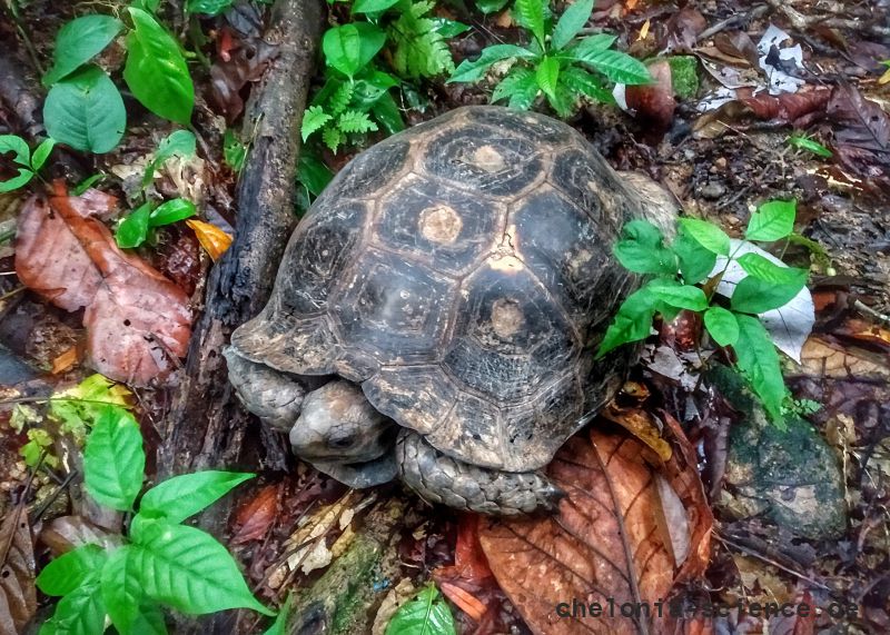 Braune Landschildkröte, Manouria emys emys, – © Try Surya Harapan Braune Landschildkröte, Manouria emys emys, – © Try Surya Harapan