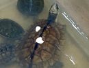 Eine Auswahl an Importtieren aus China bei einem Händler, dieses Exemplar soll eine Gelbe Sumpfschildkröte, Mauremys mutica, sein – © Hilmar Hufer
