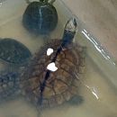 Eine Auswahl an Importtieren aus China bei einem Händler, dieses Exemplar soll eine Gelbe Sumpfschildkröte, Mauremys mutica, sein – © Hilmar Hufer Eine Auswahl an Importtieren aus China bei einem Händler, dieses Exemplar soll eine Gelbe Sumpfschildkröte, Mauremys mutica, sein – © Hilmar Hufer