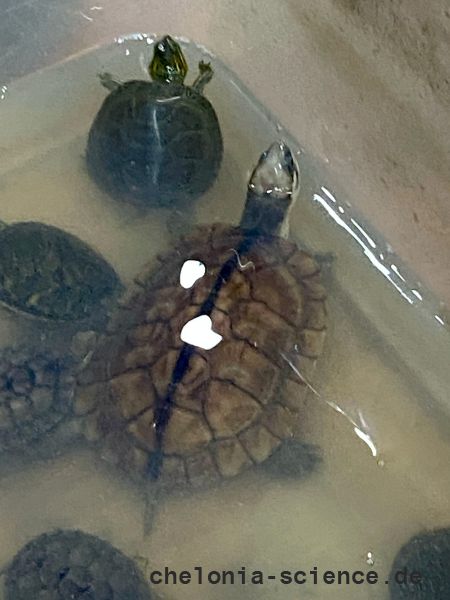 Eine Auswahl an Importtieren aus China bei einem Händler, dieses Exemplar soll eine Gelbe Sumpfschildkröte, Mauremys mutica, sein – © Hilmar Hufer Eine Auswahl an Importtieren aus China bei einem Händler, dieses Exemplar soll eine Gelbe Sumpfschildkröte, Mauremys mutica, sein – © Hilmar Hufer