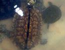Eine Auswahl an Importtieren aus China bei einem Händler, dieses Exemplar soll eine Gelbe Sumpfschildkröte, Mauremys mutica, sein – © Hilmar Hufer
