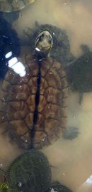 Eine Auswahl an Importtieren aus China bei einem Händler, dieses Exemplar soll eine Gelbe Sumpfschildkröte, Mauremys mutica, sein – © Hilmar Hufer Eine Auswahl an Importtieren aus China bei einem Händler, dieses Exemplar soll eine Gelbe Sumpfschildkröte, Mauremys mutica, sein – © Hilmar Hufer