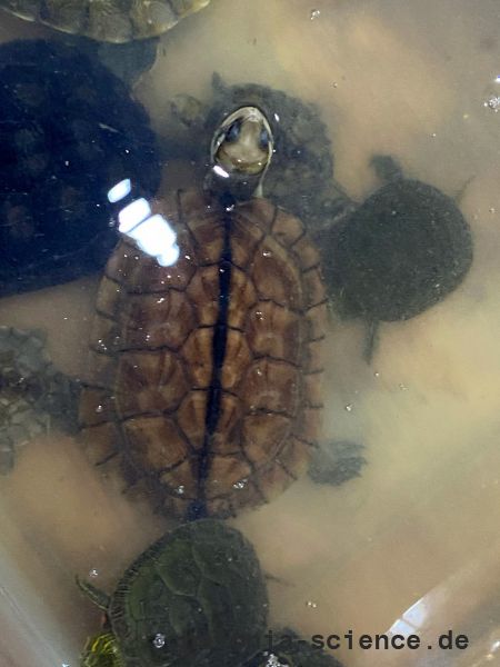 Eine Auswahl an Importtieren aus China bei einem Händler, dieses Exemplar soll eine Gelbe Sumpfschildkröte, Mauremys mutica, sein – © Hilmar Hufer Eine Auswahl an Importtieren aus China bei einem Händler, dieses Exemplar soll eine Gelbe Sumpfschildkröte, Mauremys mutica, sein – © Hilmar Hufer