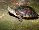 Annam-Bachschildkröte, Mauremys annamensis, – © Luan Nguyen - Asian Turtle Program