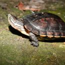 Annam-Bachschildkröte, Mauremys annamensis, – © Luan Nguyen - Asian Turtle Program Annam-Bachschildkröte, Mauremys annamensis, – © Luan Nguyen - Asian Turtle Program