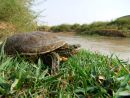mauremys caspica barbod safaei mahroo