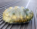 Japanische Sumpfschildkr&ouml;te, Mauremys japonica, &ndash; &copy; Detlef Mendau