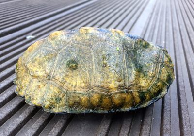 Japanische Sumpfschildkröte, Mauremys japonica, – © Detlef Mendau