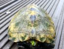 Japanische Sumpfschildkr&ouml;te, Mauremys japonica, &ndash; &copy; Detlef Mendau