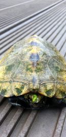 Japanische Sumpfschildkr&ouml;te, Mauremys japonica, &ndash; &copy; Detlef Mendau
