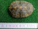 Japanische Sumpfschildkr&ouml;te, Mauremys japonica, &ndash; &copy; Detlef Mendau