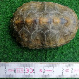 Japanische Sumpfschildkr&ouml;te, Mauremys japonica, &ndash; &copy; Detlef Mendau