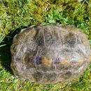 Japanische Sumpfschildkr&ouml;te, Mauremys japonica, &ndash; &copy; Detlef Mendau