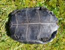 Japanische Sumpfschildkr&ouml;te, Mauremys japonica, &ndash; &copy; Detlef Mendau
