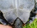 Japanische Sumpfschildkr&ouml;te, Mauremys japonica, &ndash; &copy; Detlef Mendau