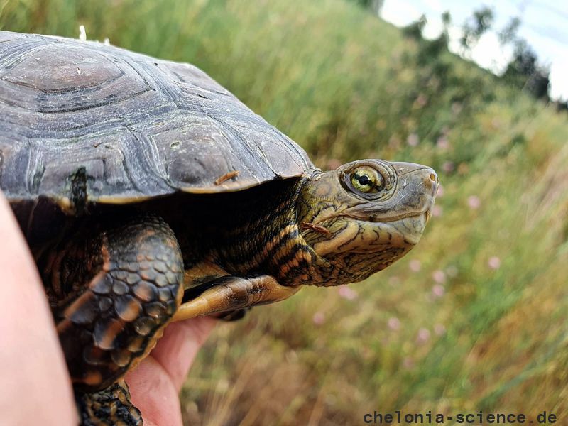 Maurische Bachschildkröte, Mauremys leprosa, – © Anne-Sophie Le Gal Maurische Bachschildkröte, Mauremys leprosa, – © Anne-Sophie Le Gal