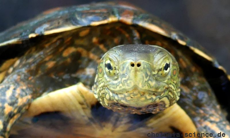 Maurische Bachschildkröte, Mauremys leprosa, – © Anne-Sophie Le Gal Maurische Bachschildkröte, Mauremys leprosa, – © Anne-Sophie Le Gal