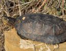 Hybrid aus Gelber Sumpfschildkröte, Mauremys mutica, und Maurischer Bachschildkröte, Mauremys leprosa, – © Daniel Escoriza