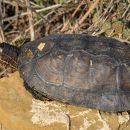 Hybrid aus Gelber Sumpfschildkröte, Mauremys mutica, und Maurischer Bachschildkröte, Mauremys leprosa, – © Daniel Escoriza