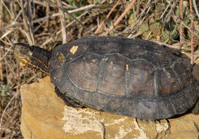 Mauremys mutica – Gelbe Sumpfschildkröte