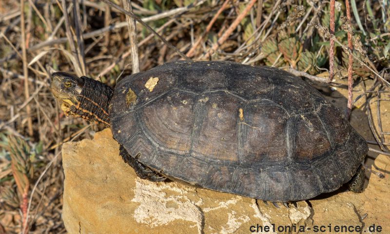 Hybrid aus Gelber Sumpfschildkröte, Mauremys mutica, und Maurischer Bachschildkröte, Mauremys leprosa, – © Daniel Escoriza Hybrid aus Gelber Sumpfschildkröte, Mauremys mutica, und Maurischer Bachschildkröte, Mauremys leprosa, – © Daniel Escoriza
