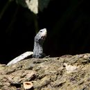 Westkaspische Schildkr&ouml;te, Mauremys rivulata, &ndash; &copy; Hans-J&uuml;rgen Bidmon