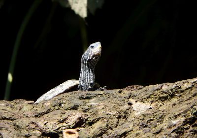 Mauremys rivulata – Westkaspische Schildkröte