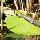 Westkaspische Schildkr&ouml;te, Mauremys rivulata, &ndash; &copy; Hans-J&uuml;rgen Bidmon