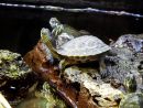 Chinesische Streifenschildkröte, Mauremys sinensis, im deutschen Zoohandel in gemischter Unterbringung mit Arten aus den Gattungen Trachemys und Pseudemys – © Hans-Jürgen Bidmon