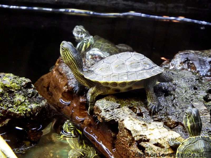 Chinesische Streifenschildkröte, Mauremys sinensis, im deutschen Zoohandel in gemischter Unterbringung mit Arten aus den Gattungen Trachemys und Pseudemys – © Hans-Jürgen Bidmon Chinesische Streifenschildkröte, Mauremys sinensis, im deutschen Zoohandel in gemischter Unterbringung mit Arten aus den Gattungen Trachemys und Pseudemys – © Hans-Jürgen Bidmon
