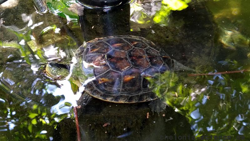 Chinesische Streifenschildkröte, Mauremys sinensis, – © Si-Min Lin Chinesische Streifenschildkröte, Mauremys sinensis, – © Si-Min Lin