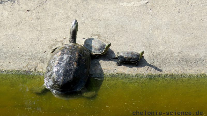 Chinesische Streifenschildkröte, Mauremys sinensis, – © Si-Min Lin Chinesische Streifenschildkröte, Mauremys sinensis, – © Si-Min Lin