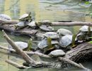Chinesische Streifenschildkröte, Mauremys sinensis, und eine Nordamerikanische Buchstaben-Schmuckschildkröte, Trachemys scripta, – © Si-Min Lin