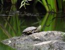 Hybrid aus Chinesischer Streifenschildkröte, Mauremys sinensis, und Gelber Sumpfschildkröte; Mauremys mutica, – © Daniel Escoriza