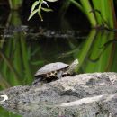 Hybrid aus Chinesischer Streifenschildkröte, Mauremys sinensis, und Gelber Sumpfschildkröte; Mauremys mutica, – © Daniel Escoriza