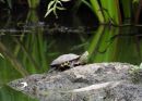 Hybrid aus Chinesischer Streifenschildkröte, Mauremys sinensis, und Gelber Sumpfschildkröte; Mauremys mutica, – © Daniel Escoriza