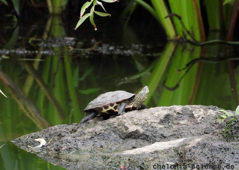 Hybrid aus Chinesischer Streifenschildkröte, Mauremys sinensis, und Gelber Sumpfschildkröte; Mauremys mutica, – © Daniel Escoriza Hybrid aus Chinesischer Streifenschildkröte, Mauremys sinensis, und Gelber Sumpfschildkröte; Mauremys mutica, – © Daniel Escoriza