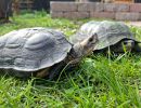 Bengal-Schwarzbauch-Erdschildkr&ouml;te,&nbsp;Melanochelys trijuga indopeninsularis, &ndash; &copy; Sebastian Wilk