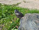 Bengal-Schwarzbauch-Erdschildkr&ouml;te,&nbsp;Melanochelys trijuga indopeninsularis, &ndash; &copy; Sebastian Wilk