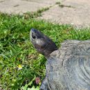 Bengal-Schwarzbauch-Erdschildkr&ouml;te,&nbsp;Melanochelys trijuga indopeninsularis, &ndash; &copy; Sebastian Wilk