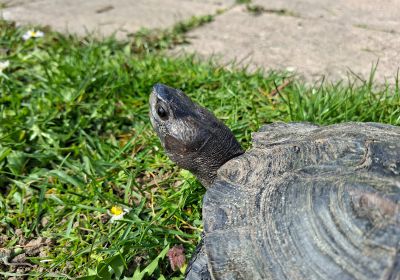 Melanochelys trijuga indopeninsularis – Bengal-Schwarzbauch-Erdschildkröte